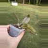 plant/Hoya gunung gading-1-thumbnail