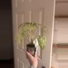 plant/Alocasia Odora Batik-1-thumbnail