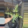 plant/Philodendron florida beauty x tortum-0-thumbnail
