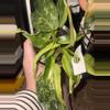 plant/Jose Buono Philodendron-0-thumbnail