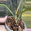 plant/Philodendron florida beauty x tortum-2-thumbnail