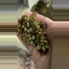 plant/Salinia Minima-0-thumbnail