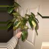 plant/Burle Marx Mint Philo-0-thumbnail