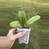 plant/Hoya gunung gading-0-thumbnail