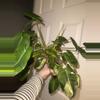 plant/Burle Marx Mint Philo-1-thumbnail