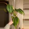 plant/Silver Stripe Philodendron-0-thumbnail