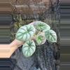 plant/Alocasia dragon scale-0-thumbnail