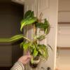 plant/Brazil Philodendron Large-0-thumbnail