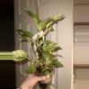 plant/Marble Snow Queen Large -0-thumbnail