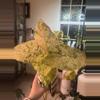 plant/Alocasia Blizzard-0-thumbnail