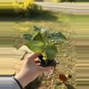 plant/Syngonium-0-thumbnail