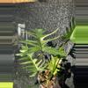 plant/Philodendron florida beauty x tortum-1-thumbnail