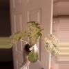 plant/Alocasia Odora Batik-0-thumbnail