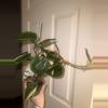 plant/Silver Stripe Philodendron-1-thumbnail
