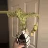 plant/Alocasia Blizzard-1-thumbnail