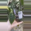 plant/PL80: Anthurium Veitchii narrow form (imperfect)-0-thumbnail