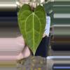 plant/PL82: Anthurium Doc Block NOID x Blue Velvet-0-thumbnail