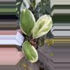 plant/PL91: Incrassata Albo Eclipse-0-thumbnail