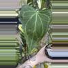 plant/PL79: Anthurium Delta Force-0-thumbnail