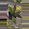 plant/PL97: Pubicalyx Royal Purple Hawaiian-0-thumbnail