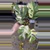 plant/PL86: Vairegated Rhaphidophora Tetrasperma-0-thumbnail