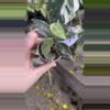 plant/PL90: Lacunosa Zebra Skin-0-thumbnail
