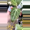 plant/PL81: Anthurium Pap x Carla-0-thumbnail