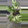 plant/PL85: Variegated Rhaphidophora Tetrasperma-0-thumbnail