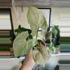 plant/Syngonium green splash-0-thumbnail