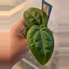 plant/Red crystal x caycee seedling-0-thumbnail