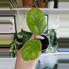 plant/Hoya deykea x chicken farm-0-thumbnail