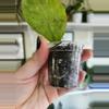 plant/Hoya deykea x chicken farm-1-thumbnail