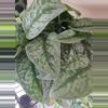 plant/Scindapsus 2 node cutting add on only-0-thumbnail