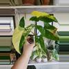 plant/Syngonium aurea-0-thumbnail