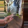plant/Hoya AH 049-0-thumbnail