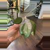 plant/Hoya Tequila Sunrise-0-thumbnail