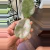 plant/Hoya Nova Ghost-0-thumbnail
