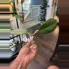 plant/Hoya NOID (dark margin; peach flowers)-0-thumbnail