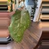 plant/Hoya AH 049-2-thumbnail