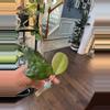 plant/Hoya Noelle-0-thumbnail