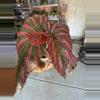 plant/begonia brevirimosa-0-thumbnail