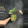 plant/Philodendron strawberry shake-1-thumbnail