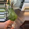 plant/Hoya Noelle-1-thumbnail