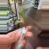 plant/Hoya Nova Ghost-1-thumbnail