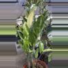 plant/PL9529: Variegated ZZ-0-thumbnail