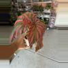 plant/begonia brevirimosa-1-thumbnail