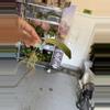 plant/Hoya AH027(elephant)-1-thumbnail