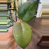 plant/Hoya Joy-0-thumbnail