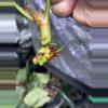 plant/*Offset/clone* Selbys Silver X Forgetii “Silver” #4-1-thumbnail