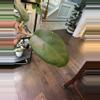 plant/Hoya NOID (dark margin; peach flowers)-2-thumbnail